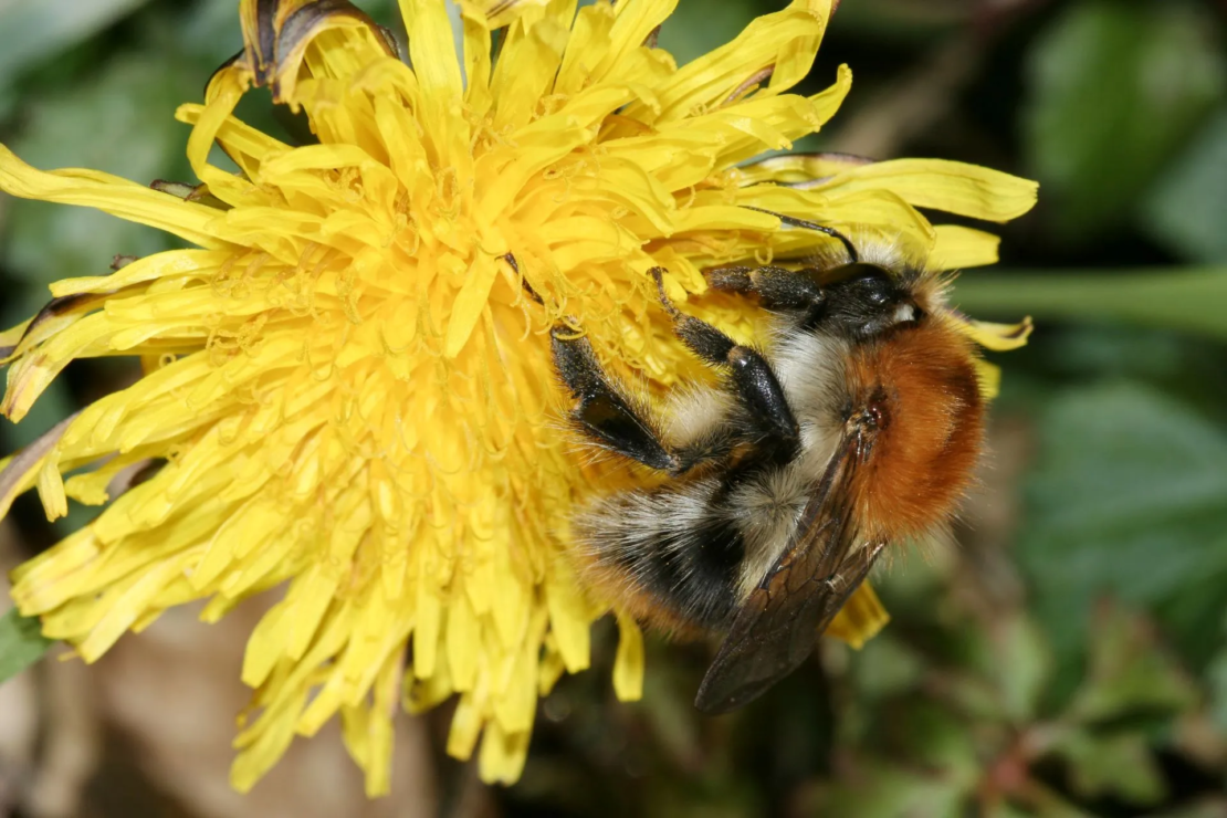 Ackerhummel auf Löwenzahnblüte