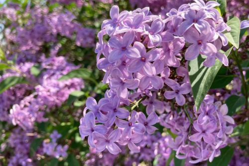 Close up von Gemeiner Flieder (Syringa vulgaris) [Foto: AdobeStock_Manuela_merl]