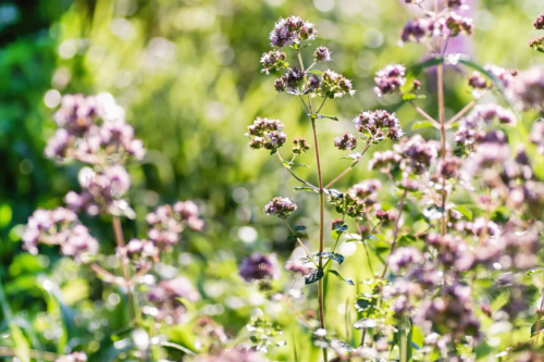 bluehender Oregano in der Sonne [Foto: AdobeStock_Elena]