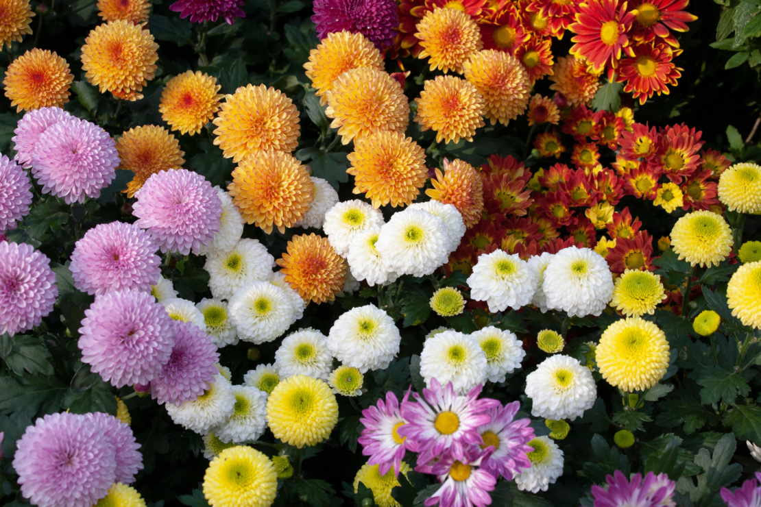Verschiedenfarbige Chrysanthemen von oben fotografiert. Einige der Blüten sind gefüllt, andere einfach. [Foto: AdobeStock_yogonobu]