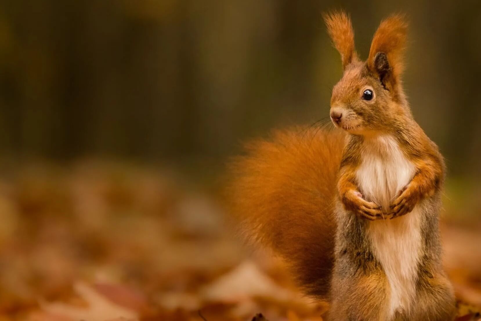 Eichhörnchen im herbstlichen Garten So helfen Sie GartenFlora