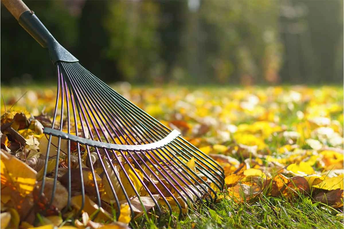 Herbstlaub und Rechen [Foto: AdobeStock_encierro]