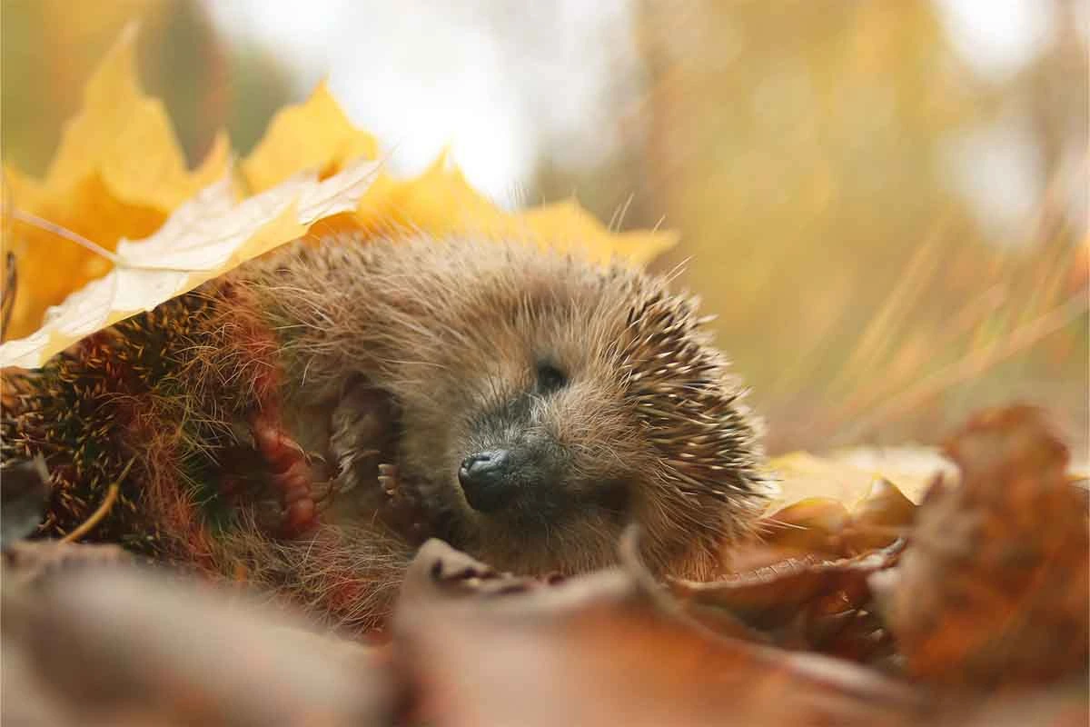 Igel liegt im Laub im Garten [Foto: AdobeStock_kichigin19]