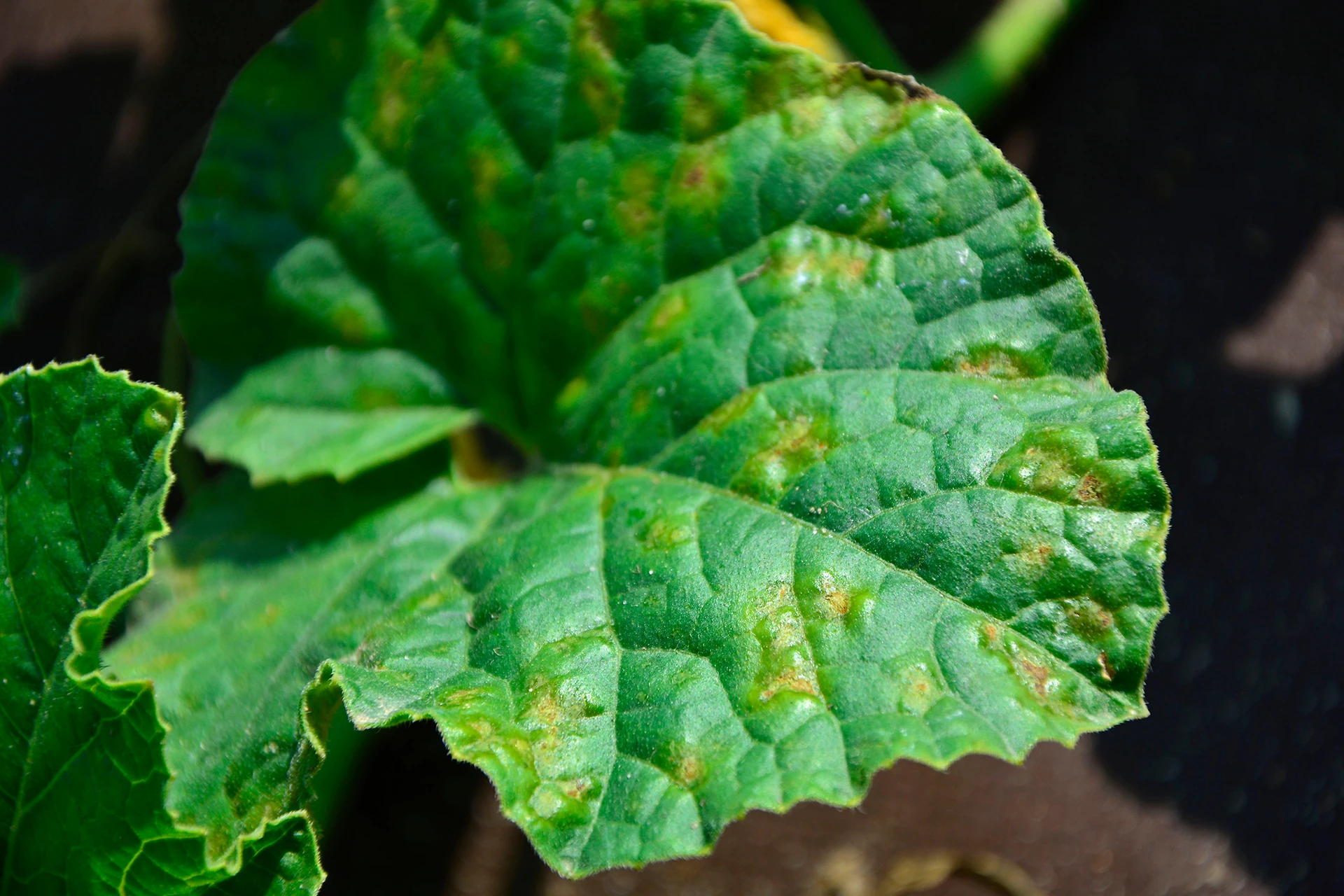 Blattfleckenkrankheit Ursachen, Behandlung und Vorbeugung GartenFlora