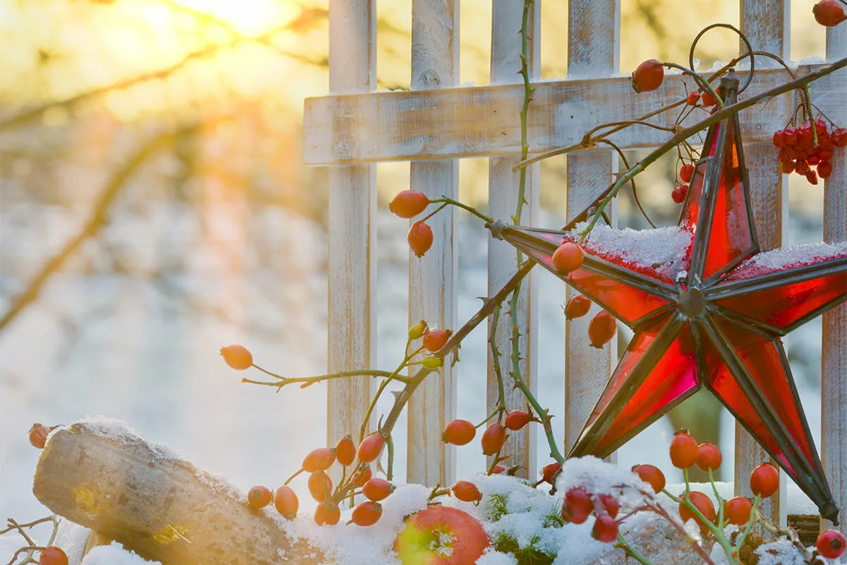 Weihnachtsdeko im Garten mit rotem Glasstern und Ilex an einem Zaun, im Hintergrund geht die Sonne unter