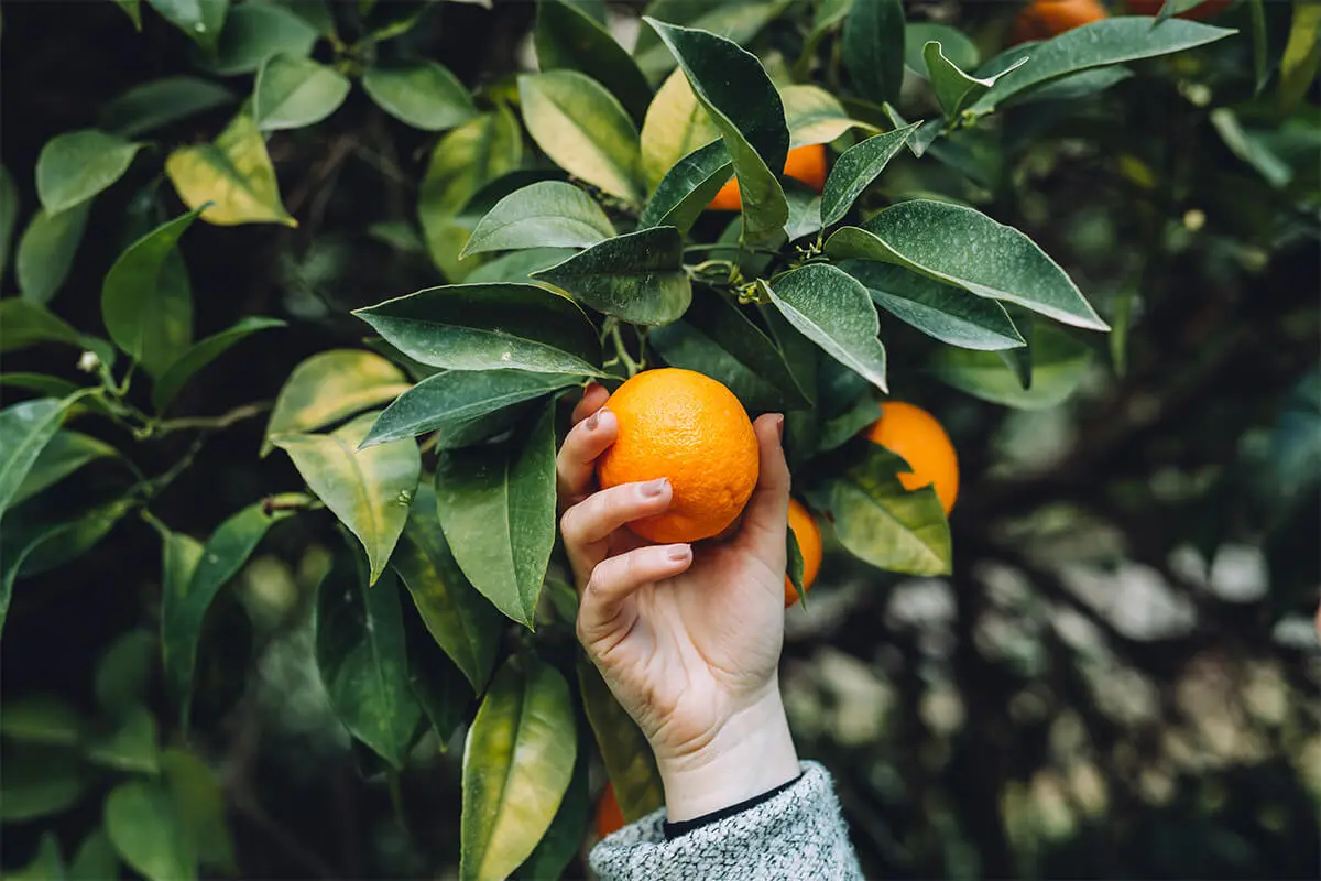 Orange wird zum Orangenschalen trocknen vom Baum gepflückt [Foto: AdobeStock_Eduard]