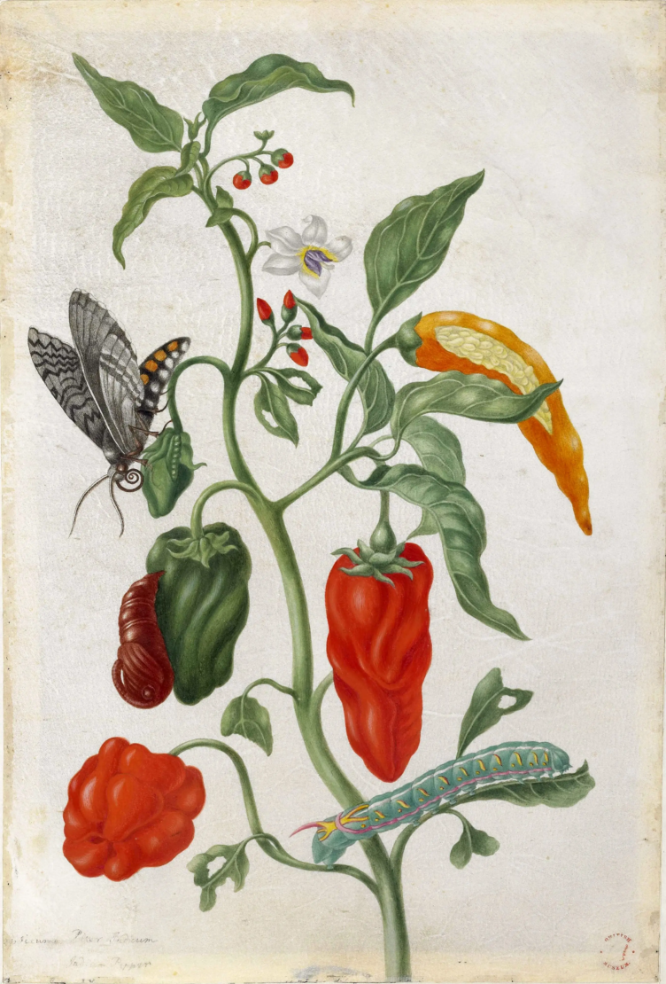 Botanische Kunst – ein kolorierter Kupferstich der Forscherin und Künstlerin Maria Sibylla Merian, der eine Paprikapflanze mit roten, grünen und gelben Früchten zeigt, begleitet von Blättern, die vom Raupenfraß beschädigt sind. Zu sehen sind außerdem eine große grüne Raupe, die am rechten unteren Bildrand auf der Pflanze sitzt, daneben ein schwarz-weiß gemusterter Schmetterling, der sich sitzend auf einer unreifen grünen Paprikafrucht am linken Bildrand befindet.