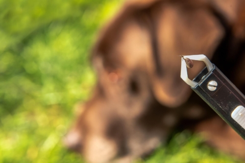 Zeckenzange mit einer Zecke im Vordergrund, dahinter verschwommen ein im Gras liegender Hund