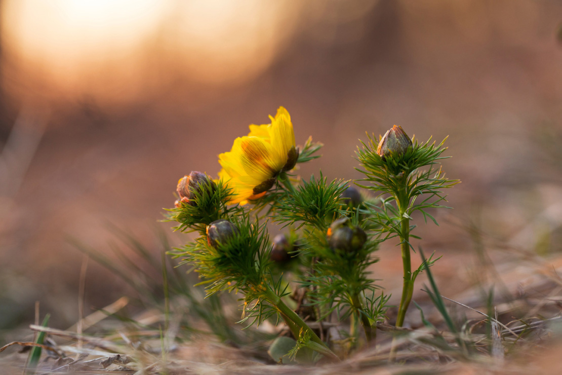 Kleine Adonisröschen sprießen aus dem Trockenrasen. Foto: AdobeStock_ihorhvozdetskiy