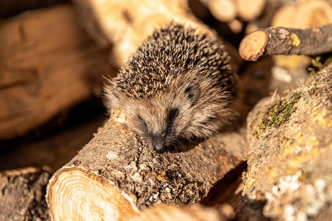 Igel im Sonnenlicht auf einem Holzhaufen
