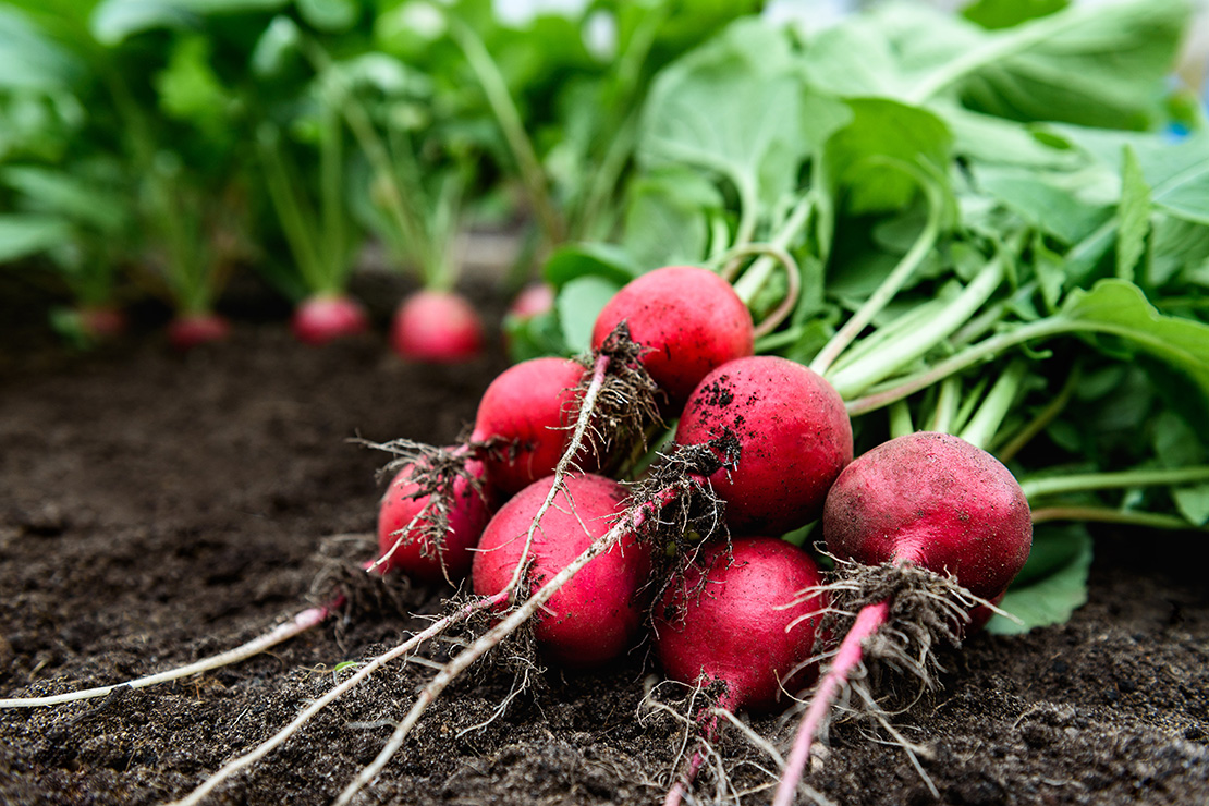 Ein Bund frisch ausgegrabener Radieschen liegt auf einem Beet mit feiner Erde. Im Hintergrund sind weitere Radieschenpflanzen zu sehen, die noch in der Erde stecken.