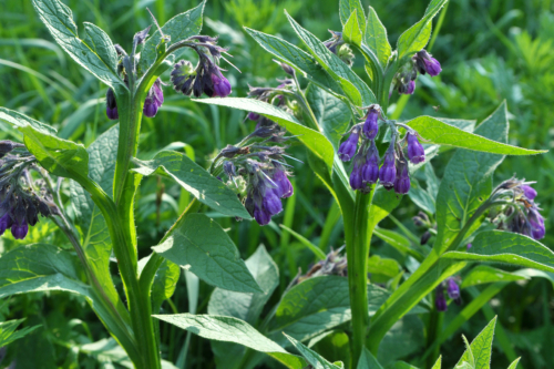 Nahaufnahme mehrerer Echter Beinwell-Pflanzen mit behaarten Stängeln und lanzettlichen, kräftig grünen Blättern. Die violetten, glockenförmigen Blüten hängen in Gruppen herab. Die Pflanzen stehen inmitten hoher Wiesenvegetation.