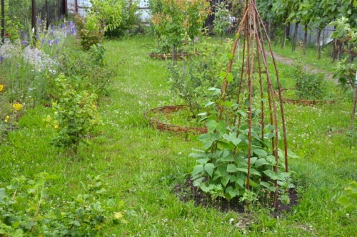 Bohnen-Tipi in einem Garten – im Hintergrund sind weitere Pflanzen und Blumen zu sehen, die sich auf der Wiese des Gartens verteilen. [Foto: AdobeStock_terezqua]