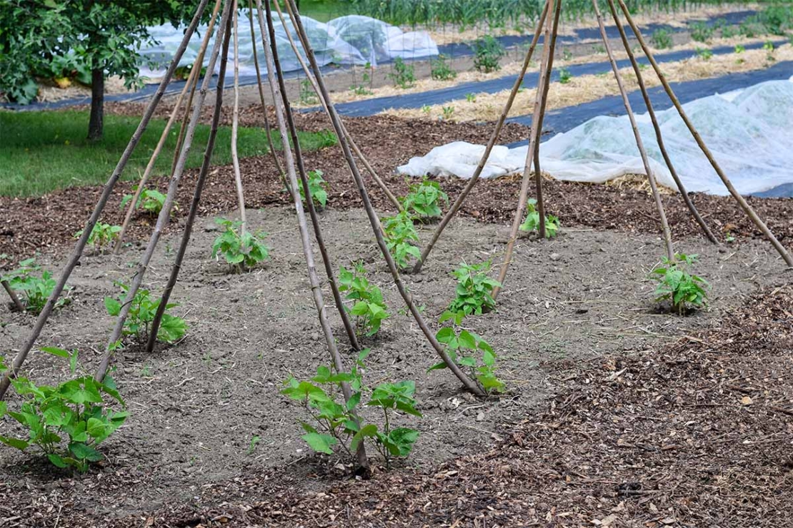 Zwei Bohnen-Tipis, die frisch aufgestellt wurden. Auch die Bohnen-Ranken sind noch ganz klein. Im Hintergrund ist ein Feld zu sehen. [Foto: AdobeStock–Julia]